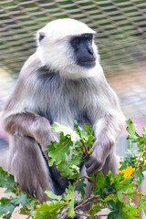 Hanuman Langur Monkey (Semnopithecus entellus) - Graceful Primate of India