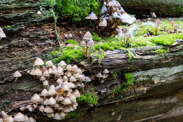 Obraz premium Pilze im Wald