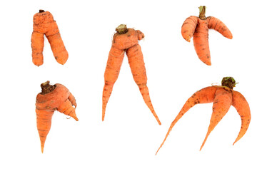 Forked and deformed carrot vegetables. Organic imperfect examples on white background.