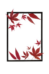 Red Maple leaves abstract pattern on black frame on white background. Minimal Autumn Fall leaf design for card, invitation, label, menu,  invitation.