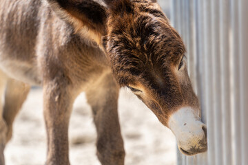 Fototapeta premium Sniffing white-nosed brown wild donkey in the sun