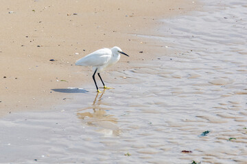 Oiseau blanc marin de type aigrette sur une plage en mer du Nord