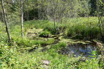 Sumpflandschaft