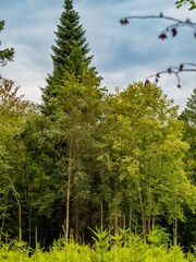 Wiederaufforstung im Mischwald