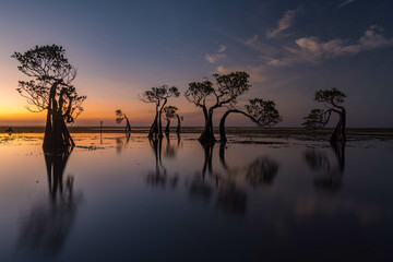 The dancing mangrove tree at Sumba Island, Indonesia