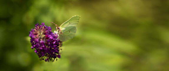 yellow butterfly on buddleia david flowers, Gonepteryx rhamni	