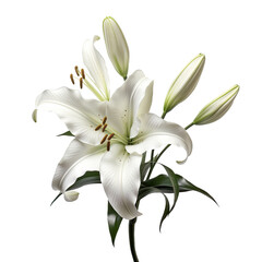 Lone white lilies against a transparent backround.