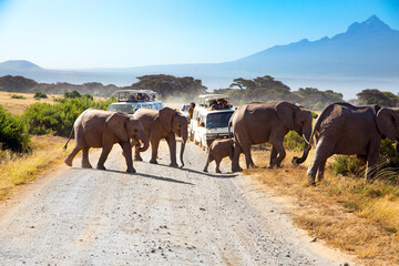  Herd of African elephants