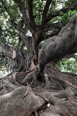 Ficus elastica in Recoleta (Buenos Aires, Argentina)