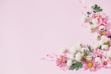 Obraz na płótnie Canvas pink and white chrysanthemums on pink background background