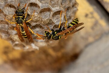 Close-up capturing the beginning stages of a European wasp colony formation.