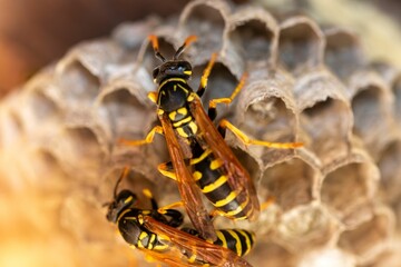 Macro close-up capturing the beginning stages of a European wasp colony formation.