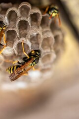 Group of European wasps in a wooden loft