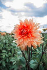 Orange, yellow and white fresh dahlia flower macro photo. Bright beautiful flower in the garden