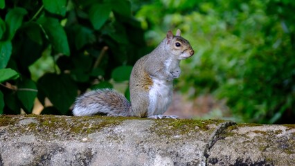 Naklejka na ściany i meble Beautiful view of a grey squirrel in Pittencrieff Park