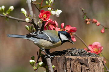 The Great tit, Parus major, sits next to a blossoming branches of a forest fruit trees with reddish and white flowers and eats sunflower seeds from a garden bird feeder on a stump. Bird eating seeds. - Powered by Adobe