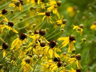 Vibrant cluster of yellow coneflowers (Ratibida pinnata) growing on a lush green field