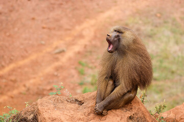 Mono bostezando