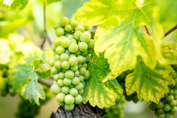 Alsace France, Vineyard with Pinot Gris grapes, excellent travel place, degustation of wines,...