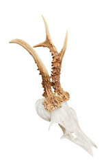 Rare roe deer buck, roebuck skull with unique, abnormal antlers - isolated, transparent background....