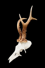Rare roe deer buck, roebuck skull with unique, abnormal antlers - isolated on black background....