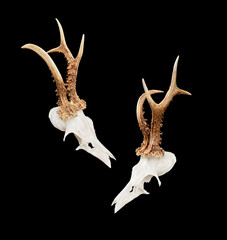 Rare roe deer buck, roebuck skull with unique, abnormal antlers - both sides, isolated on black...