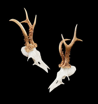 Rare roe deer buck, roebuck skull with unique, abnormal antlers - both sides, isolated on black background. Capreolus capreolus, hunting trophy, hunter wall decoration, killed in the austrian alps