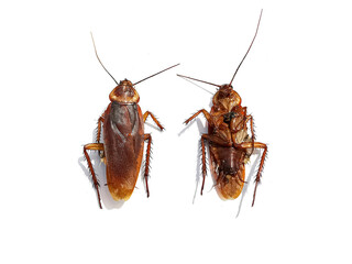 Dead cockroaches on white background5