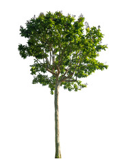 Obraz premium Green tree isolated on transparent background with clipping path.