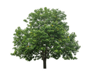 Green tree isolated on transparent background with clipping path  and alpha channel.	