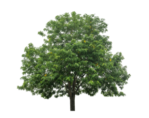 Green tree isolated on transparent background with clipping path  and alpha channel.	