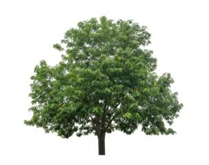 Tuinposter Green tree isolated on transparent background with clipping path  and alpha channel.  © Gassenee