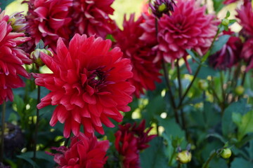 Red dahlia flowers in full blossom are surrounded by leaves in dark green shades. It is close up view and background is defocused. There is some copy space available. 