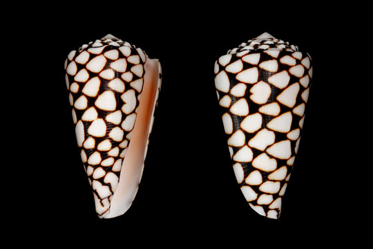 Marble cone (Conus marmoreus) sea snail is the venomous sea snail that can kill human from tropical Indo-Pacific sea