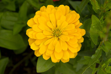 A close-up of a yellow zinnia flower growing in a garden bed
