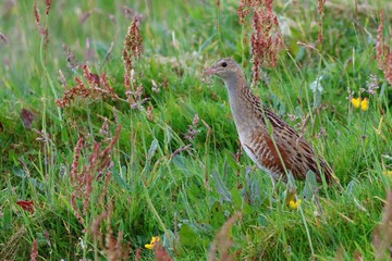 Closeup of a Corncrake in a  lush green on a sunny day in Scotland