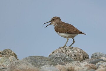 Closeup of a Common Sandpiper perched on a rocky surface under the blue sky in Scotland