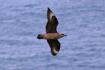 Closeup of a Great Skua soaring above water with a blurry background in Scotland