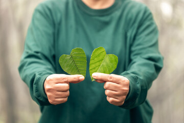 Hands holding green heart leaves.Plant a planting trees, loving the environment and protecting...