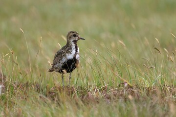 Closeup of a Golden Plover  in a lush green on a sunny day with a blurry background in Scotland