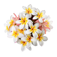 Fototapeta premium cluster of blooming Frangipani blossoms