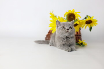 Cute kitten play with sunflowers. British shorthair cat isolated on white background