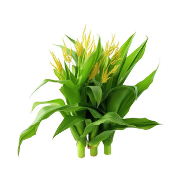 Corn plants isolated on transparent backround for garden design, commonly used in cooking and animal feed, agriculture industry growing.