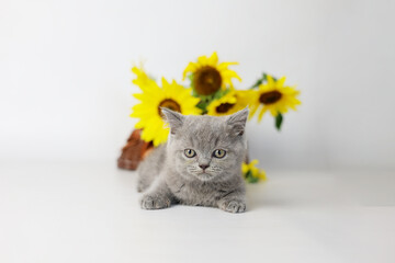 Cute kitten play with sunflowers. British shorthair cat isolated on white background
