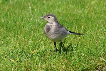 Closeup of a Juvenile Pied Wagtail  in a lush green on a sunny day  in Scotland