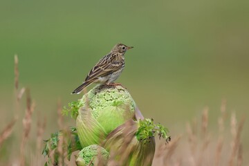 Closeup of a Meadow Pipit in a lush green on a sunny day with a blurry background in Scotland