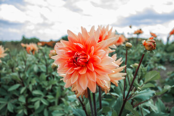 Orange, yellow and white fresh dahlia flower macro photo. Bright beautiful flower in the garden