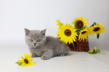 Cute kitten play with sunflowers. British shorthair cat isolated on white background