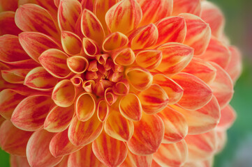 Close-up of a vibrant orange dahlia flower, showcasing delicate petals in exquisite detail. Perfect for nature-themed projects and design.