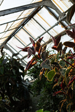 Ficus